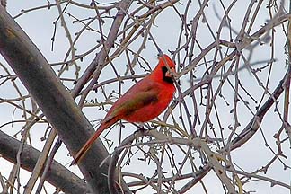 Salt River, February 18, 2011